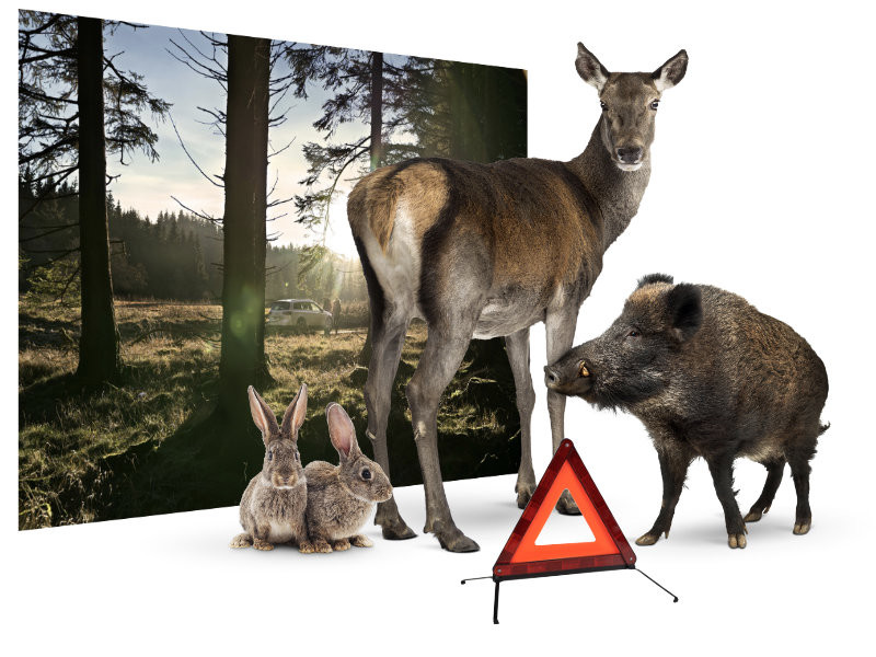 Warndreieck mit Wild
